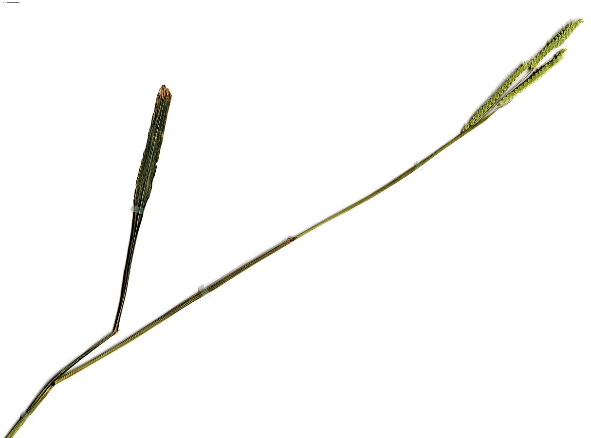 Paspalum dilatatum (Poaceae)